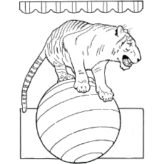 Circus tiger coloring page