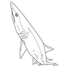 Cladoselache shark coloring page