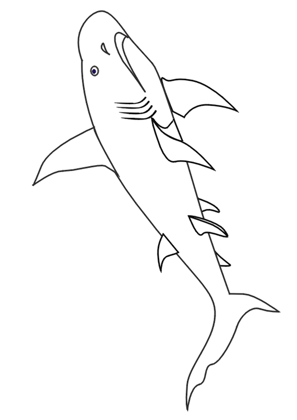 Dwarf-Lantern-Shark