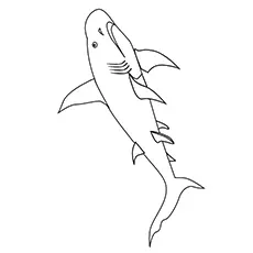 Dwarf lantern shark coloring page