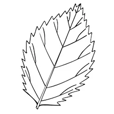Elm leaf coloring pages