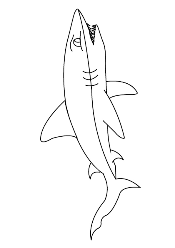 Fierce-Shark