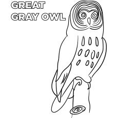 Great gray owl coloring page