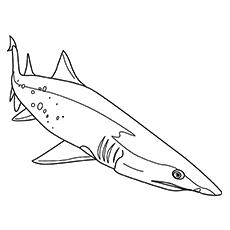 white shark coloring pages