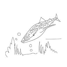 Horn shark coloring page