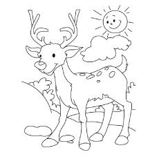 Indian Muntjac deer coloring page