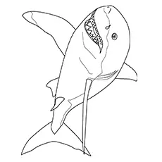 Mako shark coloring page