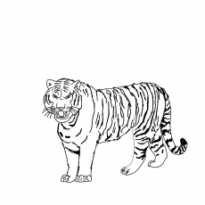 A Malayan tiger coloring page