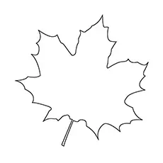 Maple leaf coloring pages