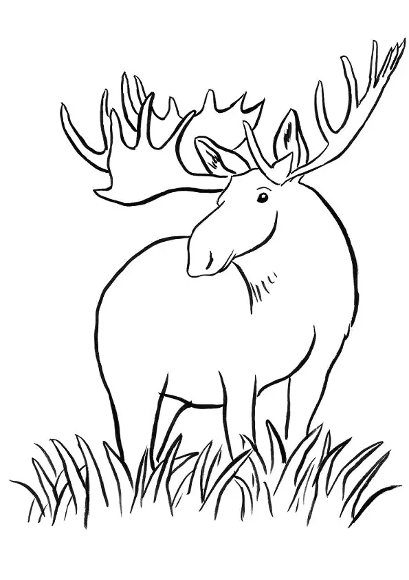 Moose