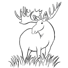 Moose deer coloring page