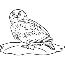 Featured image of post Owl Coloring Ideas For Kids : Nonetheless, illustrating the owl coloring pages is not difficult.