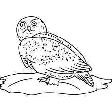 Northern hawk-owl, Owl coloring pages_image