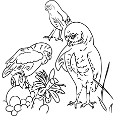 Northern pygmy owl coloring page