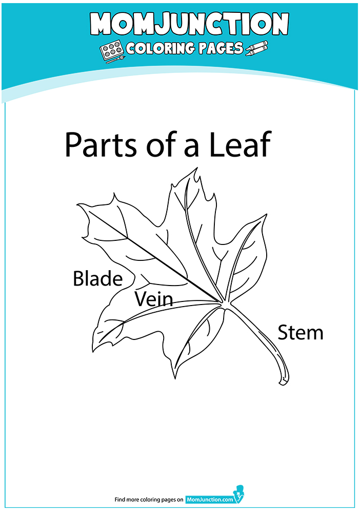 Parts-Of-A-Leaf-16
