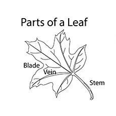 Parts of a leaf coloring pages