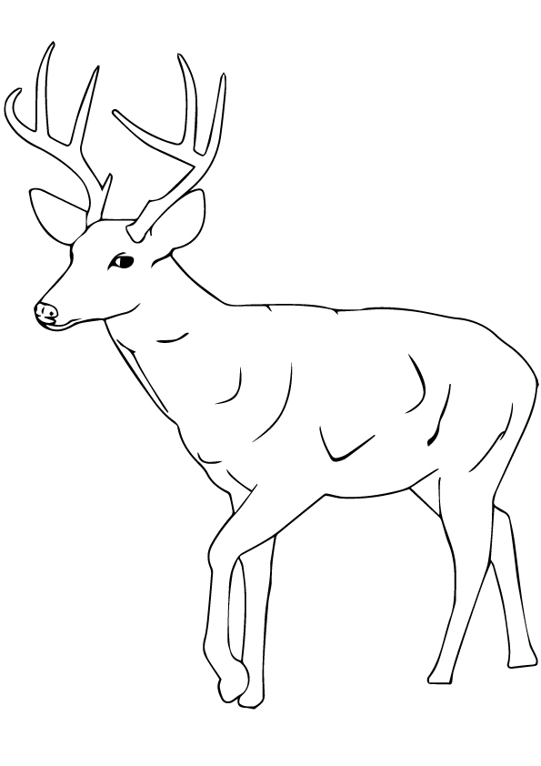 Sambar-Deer