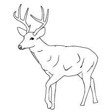 Sambar deer coloring page