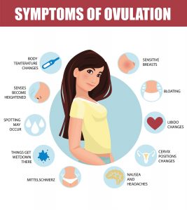 When Do Women Ovulate And What Are The Ovulation Symptoms