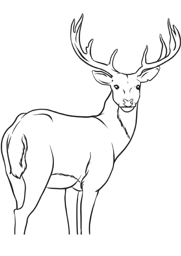Sika-Deer