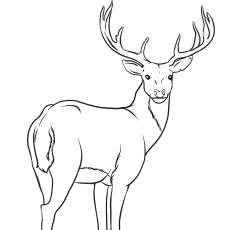 deer coloring page sheets