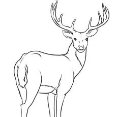 Sika Deer Coloring Page_image