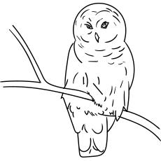 Snowy owl coloring page