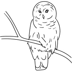 Snowy owl coloring page_image