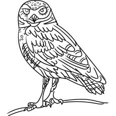 owl pictures to print and color