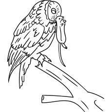 Tawny owl catch a rat with beak, Owl coloring pages