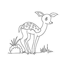 Top 20 Deer Coloring Pages For Your Little Ones