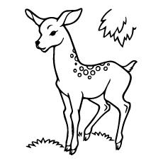 free coloring pages deer