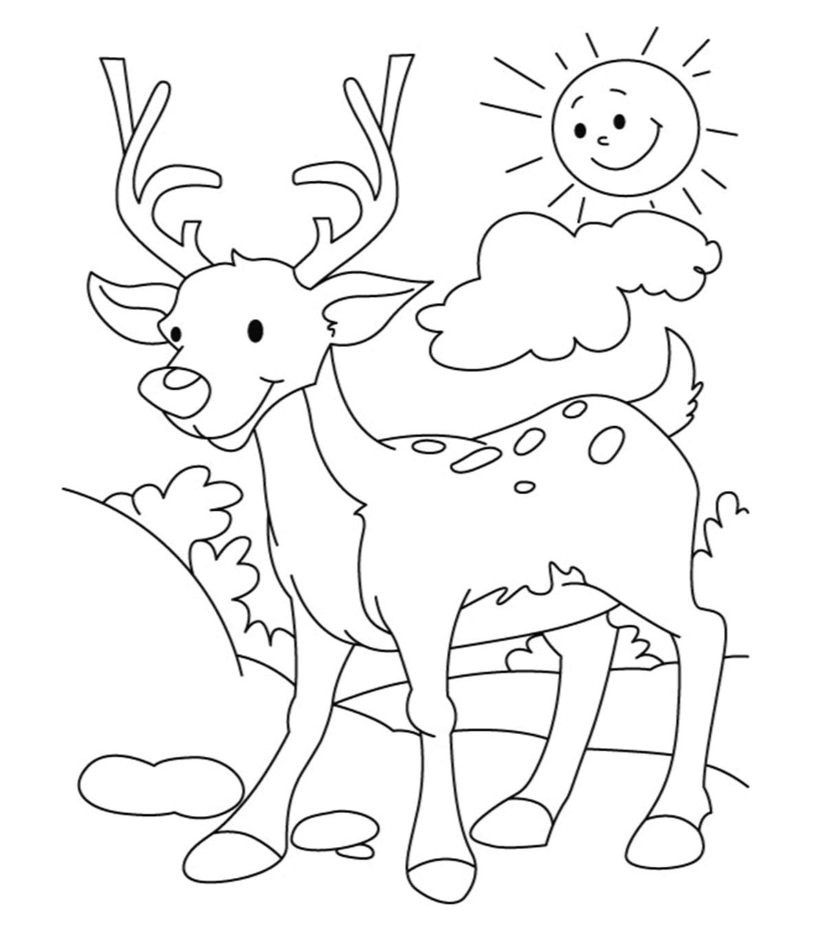 550 Cartoon Deer Coloring Pages Images & Pictures In HD