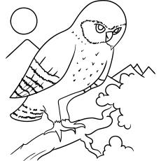 western screech owl coloring page