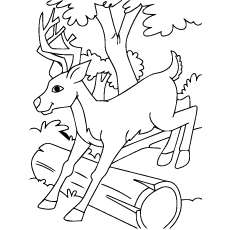 White-tailed deer coloring page