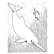 pink dolphin coloring sheets