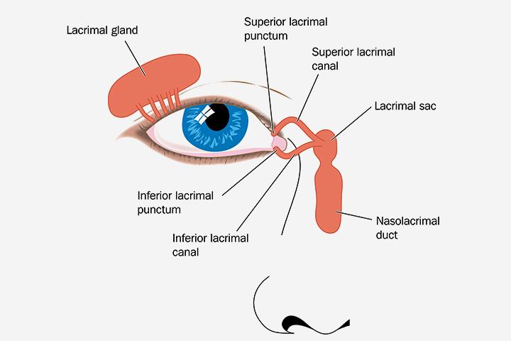 Eye Anatomy Tear Duct