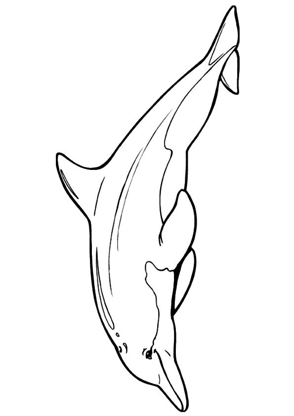 Chinese-White-Dolphin