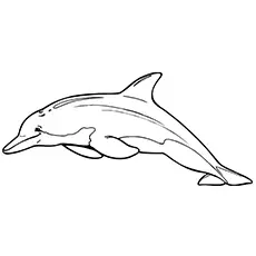 Chinese white dolphin coloring pages