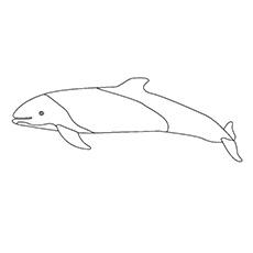 Commerson’s Dolphin Pictures to Color