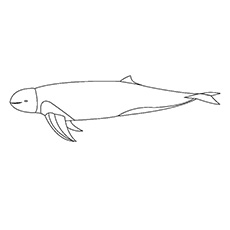 Irrawaddy dolphin coloring pages
