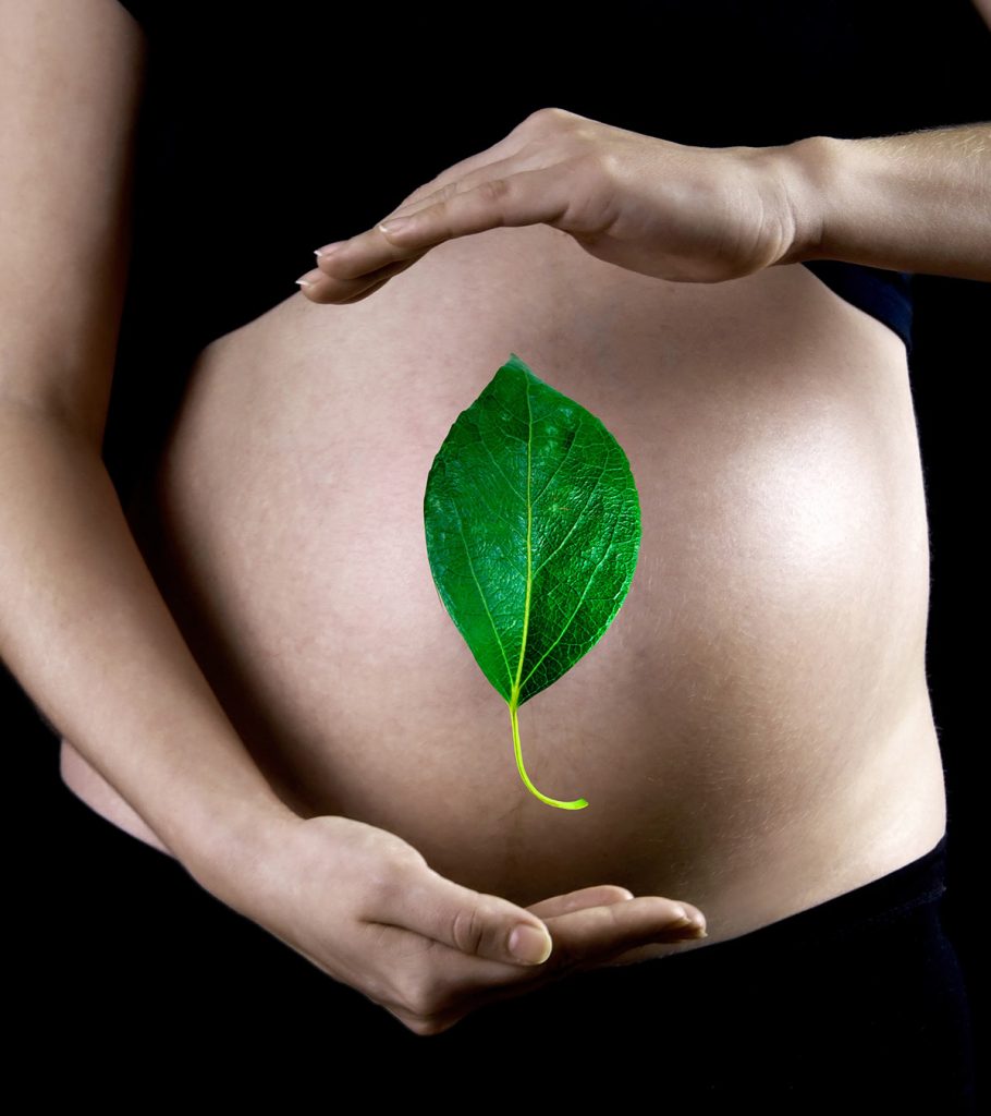 is-it-safe-to-eat-betel-leaves-during-pregnancy