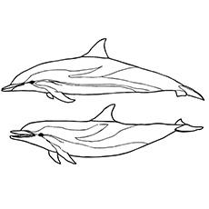 Striped-Dolphin