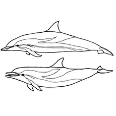 Striped dolphin coloring page