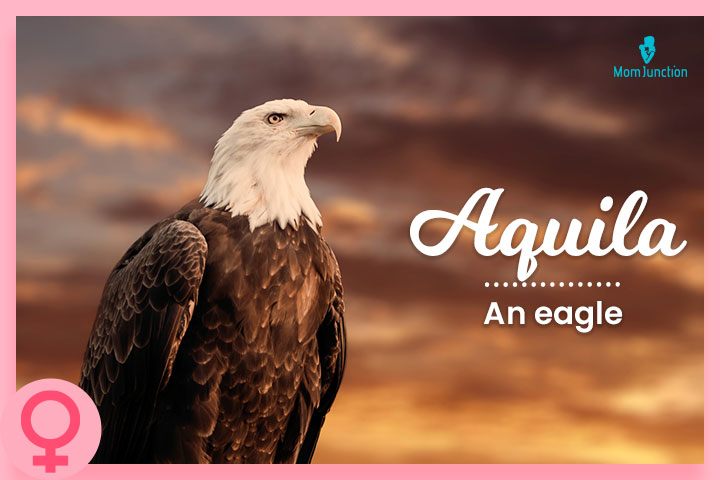 Aquila, an eagle