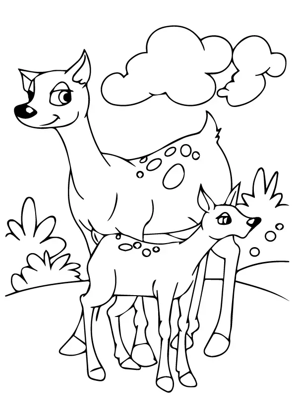 Deer