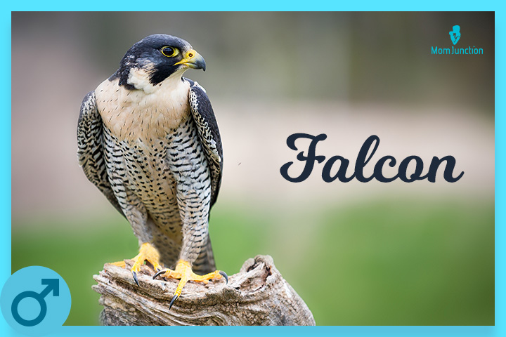 Falcon, weird boy name