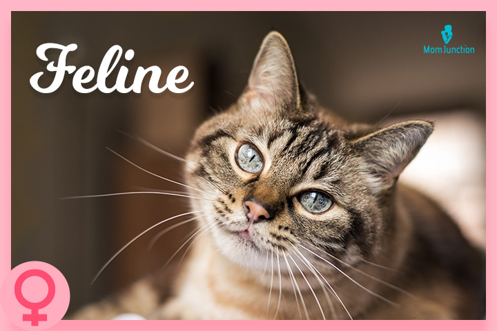 Feline is a good name for cat lovers