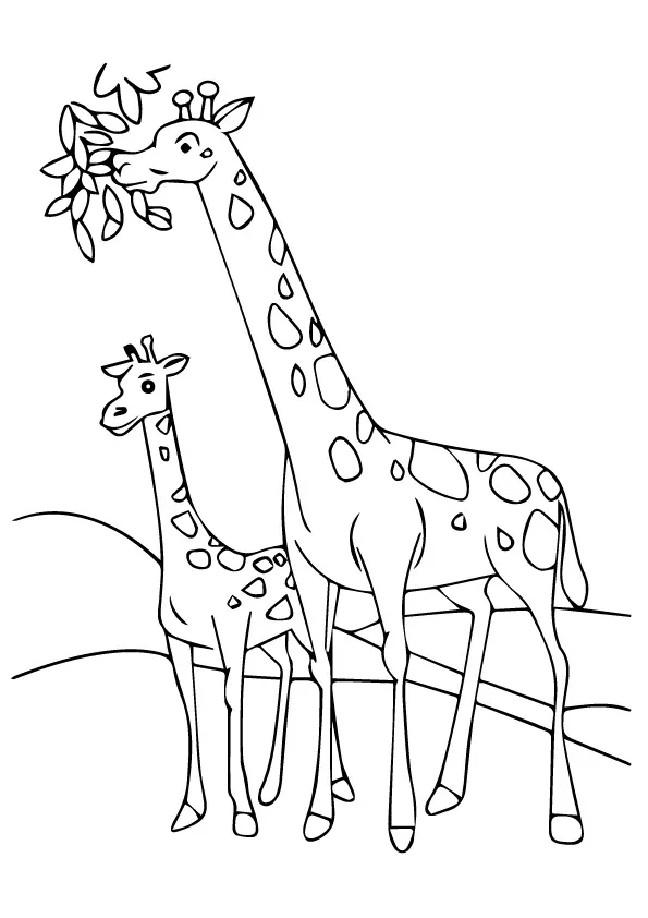 Giraffe