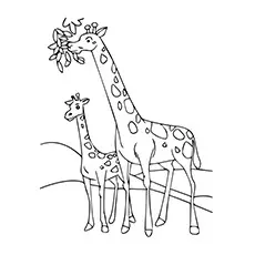 Giraffe Coloring Page Of Animals_image